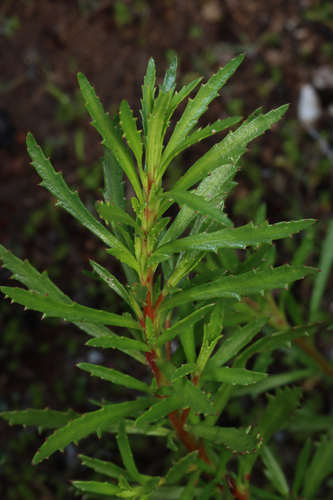 Haloragis heterophylla, 2026-08-05