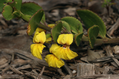 Goodenia varia, photograph author not stated, no rights reserved