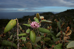 Lasiopetalum discolor