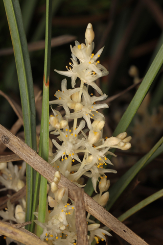 Lomandra effusa, photograph 6