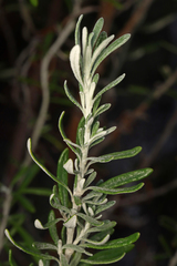 Olearia axillaris, photograph author not stated, no rights reserved