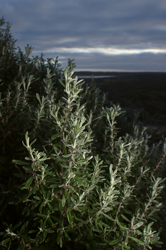 Olearia axillaris, photograph 3