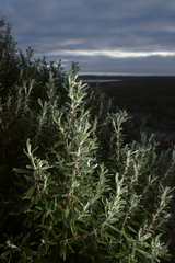 Olearia axillaris, photograph author not stated, no rights reserved