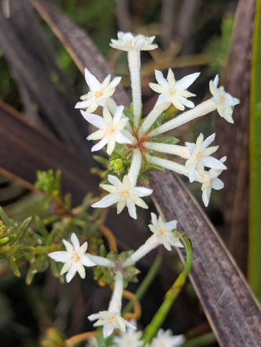 Gnidia pinifolia, photograph 5