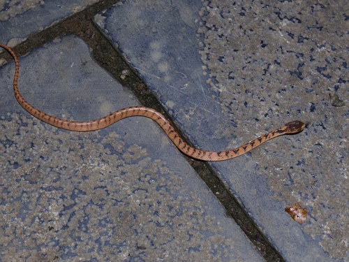 Formosa Slug Snake