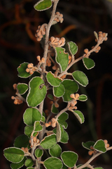 Pomaderris paniculosa