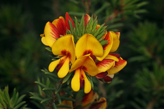 Pultenaea acerosa, photograph author not stated, no rights reserved