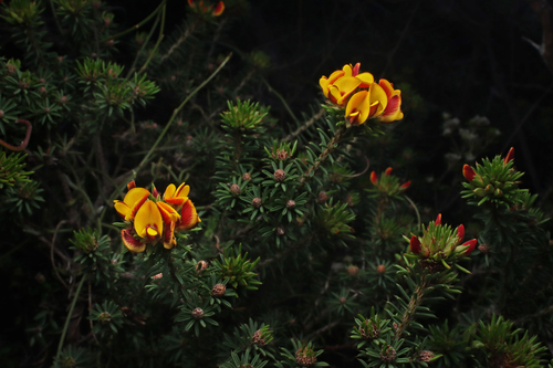 Pultenaea acerosa, photograph 2