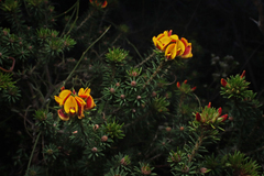 Pultenaea acerosa, photograph author not stated, no rights reserved