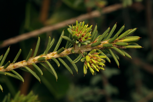 Pultenaea acerosa, photograph 1