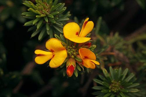 Pultenaea acerosa