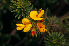 Pultenaea acerosa