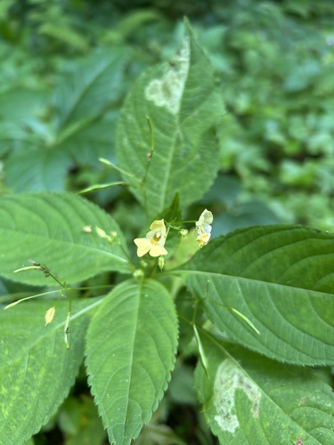 small balsam