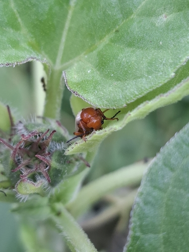 Zonitis bilineata