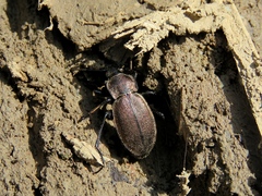 Carabus regalis