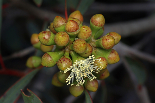 South Australian Coastal Mallee