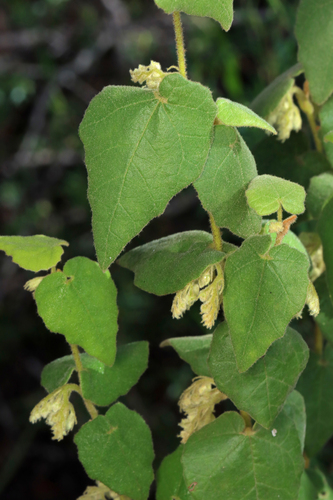 Lasiopetalum schulzenii