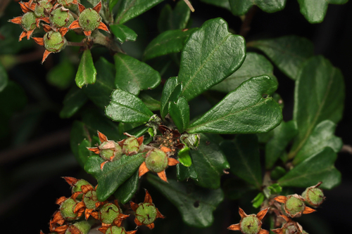 wedge-leaved pomaderris