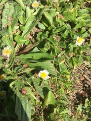 Bellis perennis