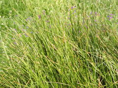 Juncus inflexus
