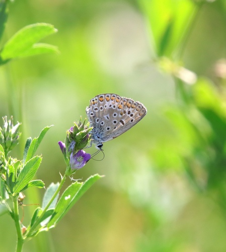 Common Blue