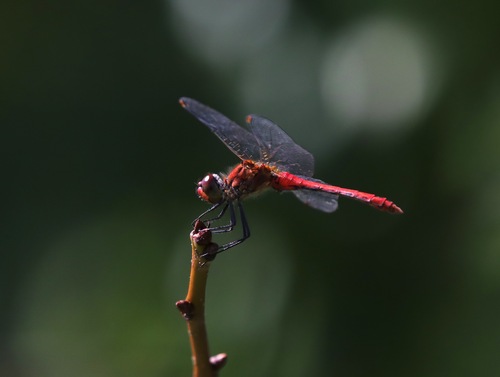 Ruddy Darter