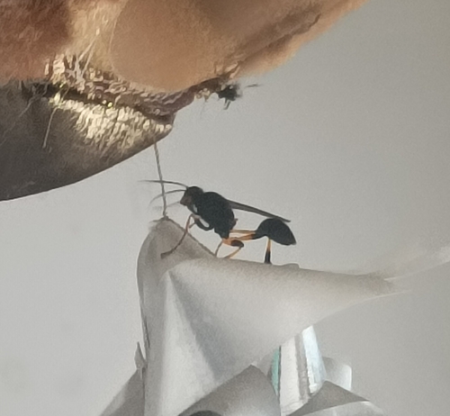 Sceliphron spirifex
