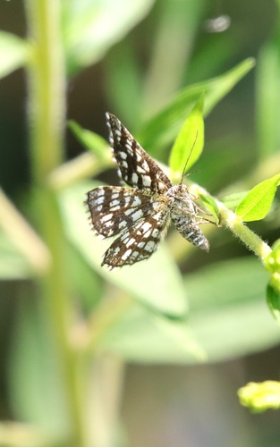 Latticed Heath