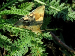 Heliothis