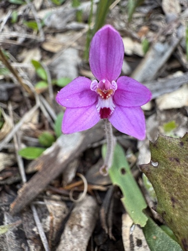 Little Pink Fairy Orchid