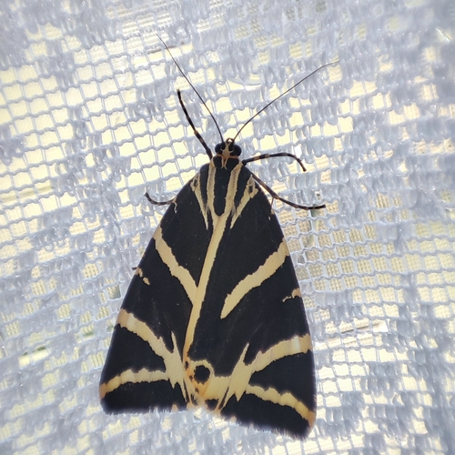Jersey Tiger