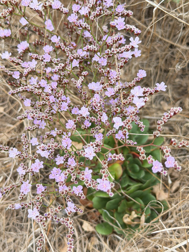 iNaturalist observation photo of European sea lavender
