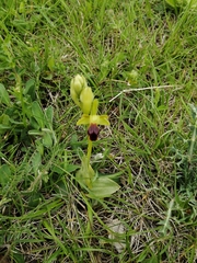 Ophrys fusca funerea
