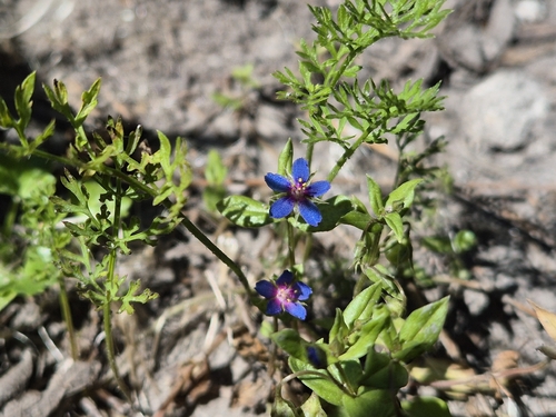 Lysimachia foemina, photograph 4