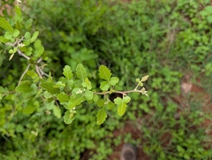 Searsia mysorensis