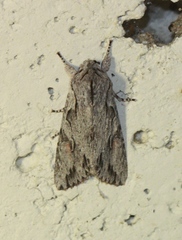 Egira crucialis