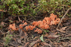Ramaria botrytoides