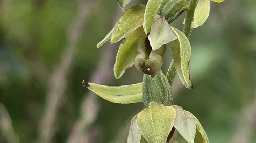 Broad-leaved helleborine