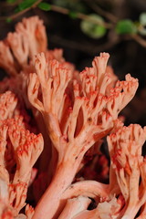 Ramaria botrytoides