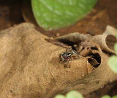 Stenaelurillus lesserti