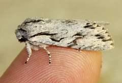Egira crucialis