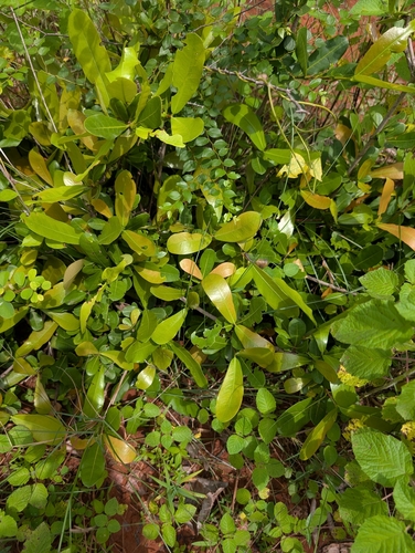Ixora pavetta