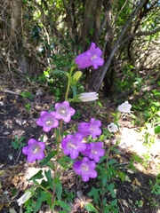 Campanula medium