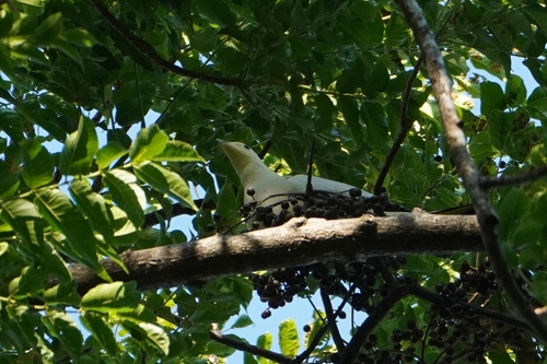Silver-tipped Imperial Pigeon (Ducula luctuosa), photo 1