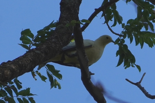 Silver-tipped Imperial Pigeon (Ducula luctuosa), photo 2