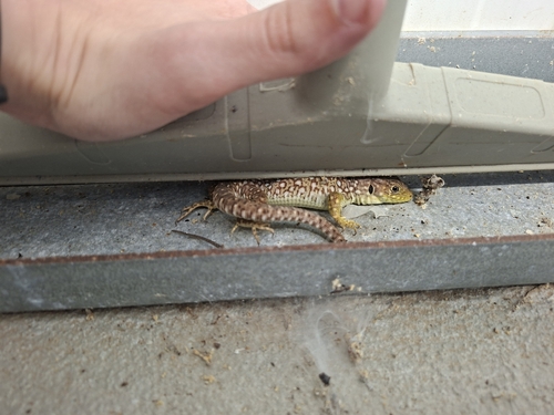 Ocellated Lizard