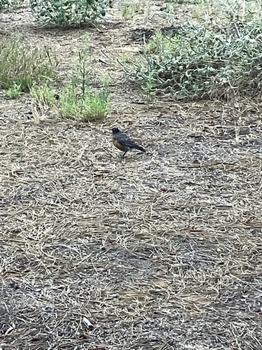 iNaturalist observation photo of American Robin