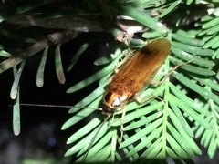 Ischnoptera bilunata