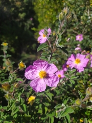 Cistus creticus eriocephalus