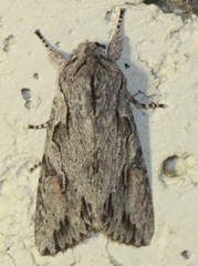 Egira crucialis